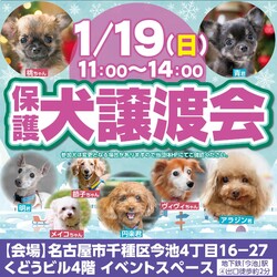 来年1/19名古屋市今池で譲渡会を開催します！