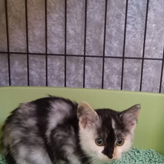 元気いっぱい、男の子にも負けない推定3か月の黒三毛