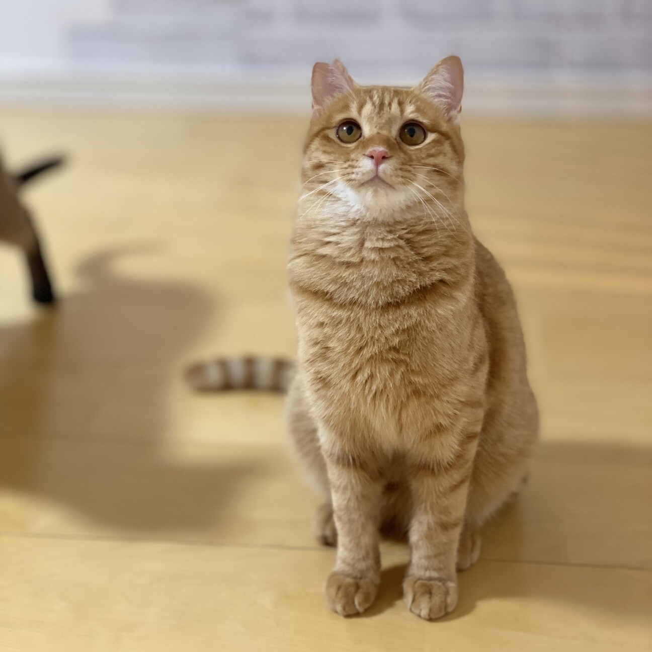 おっとり茶トラの男の子」滋賀県 - 猫の里親募集(508101) 1枚目の画像