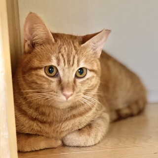 小柄な茶トラの女の子