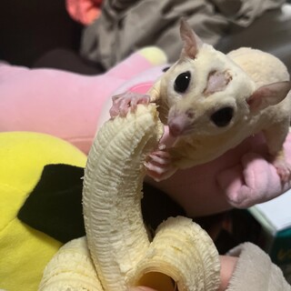 リューシモモンガ　オス3歳です