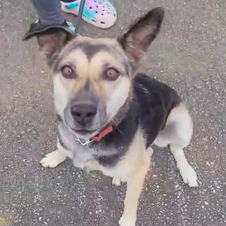 飼い主入院にて真っ暗闇に繋がれたままの7歳女の子