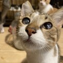遊ぶ！片乗り！膝の上も大好き！ぼくパンサー。