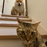 どんぐりなる さん