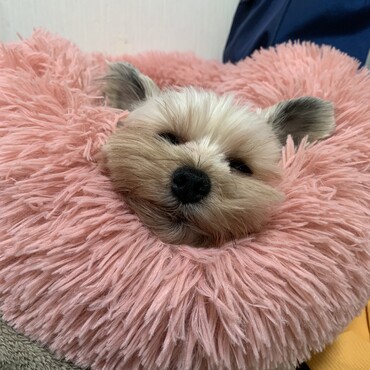 お名前が変わりました！（ボクの名前じゃないよ！）