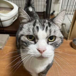 ぽっちゃり癒し系なりん太郎