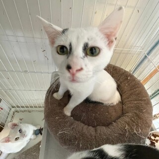 個性的なお顔が特徴の団十郎