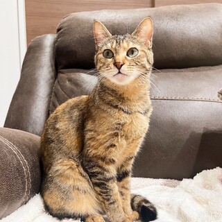 美人で大人しい風花ちゃん