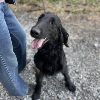 フラットの姉妹　5歳　アクセルちゃん