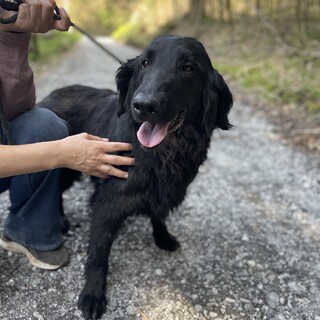 フラット姉妹　5歳　エクセルちゃん