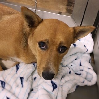 小柄な美人さん　ホァンちゃん　1-2歳