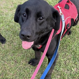 黒ラブのロミオ、家族を募集します！