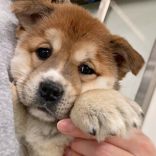かわいい子犬　ゆきこちゃん　2ヶ月