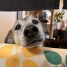 優しい甘えん坊のしんじくん サムネイル3