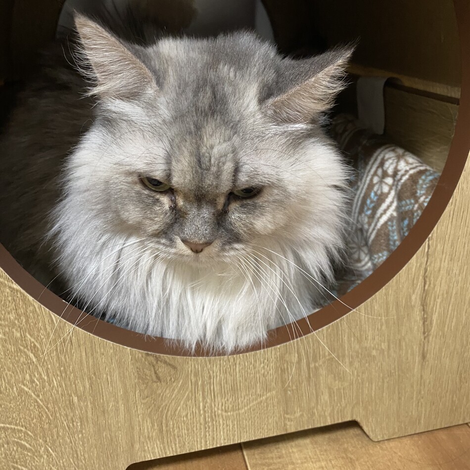 ニャーニャーのカバー写真