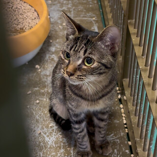 温かいおうちの子になれますように