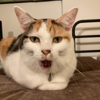 言いたいことは我慢しない　鍵しっぽのミケ子　