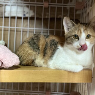 可愛い子猫ちゃん