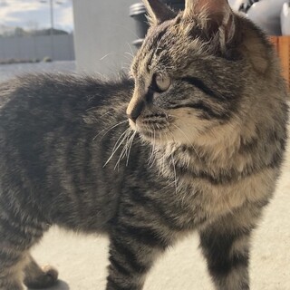 エイズキャリアだけど元気で可愛い女の子