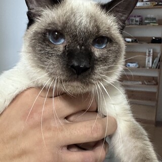 猫アレルギーがあるため譲渡します