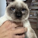 猫アレルギーあるため募集します