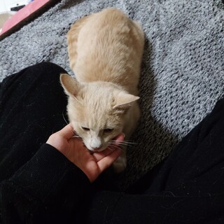 白が強めな茶トラ 雄 生後5ヶ月