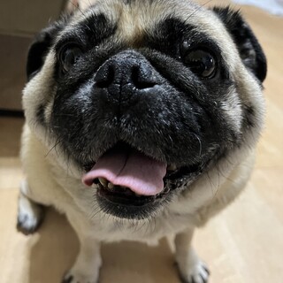 里親が無事決まりました！ありがとうございました⭐︎