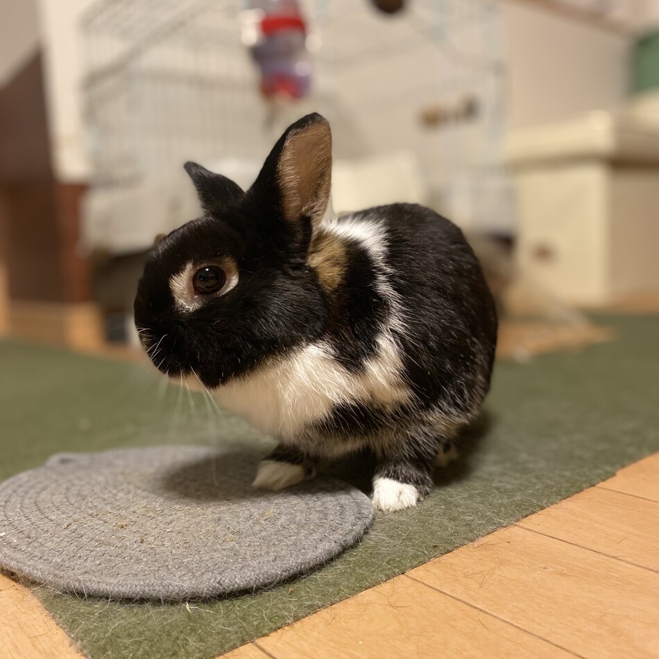 コナンのカバー写真