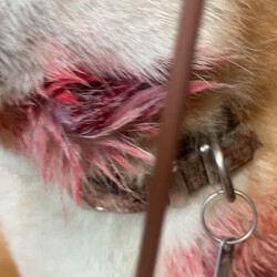 「【閲覧注意】春まで保護活動を休止します」サムネイル2