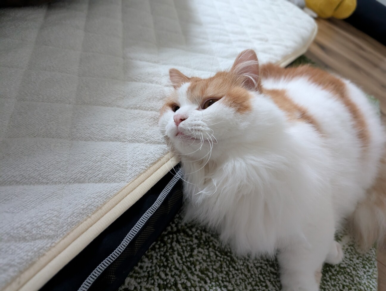 ミヌエット　短足　男の子