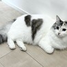 （仮）ココちゃん サムネイル4
