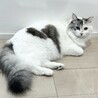 （仮）ココちゃん サムネイル5
