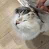 （仮）ココちゃん サムネイル6