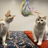 （仮）ココちゃん サムネイル7