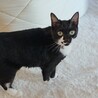 保護猫310