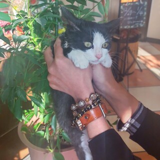 白黒ハチワレの『くろちゃみ』ちゃん♡