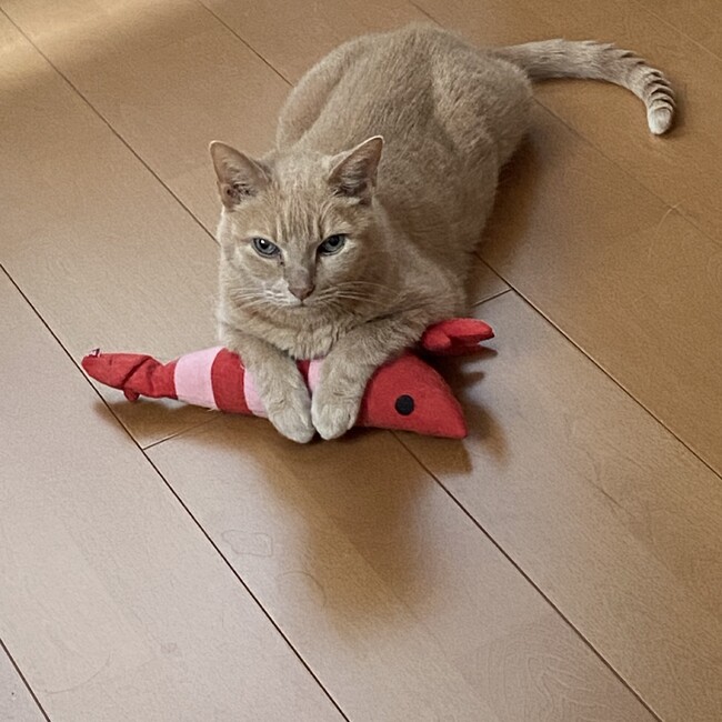 ちゃまニャンのカバー写真