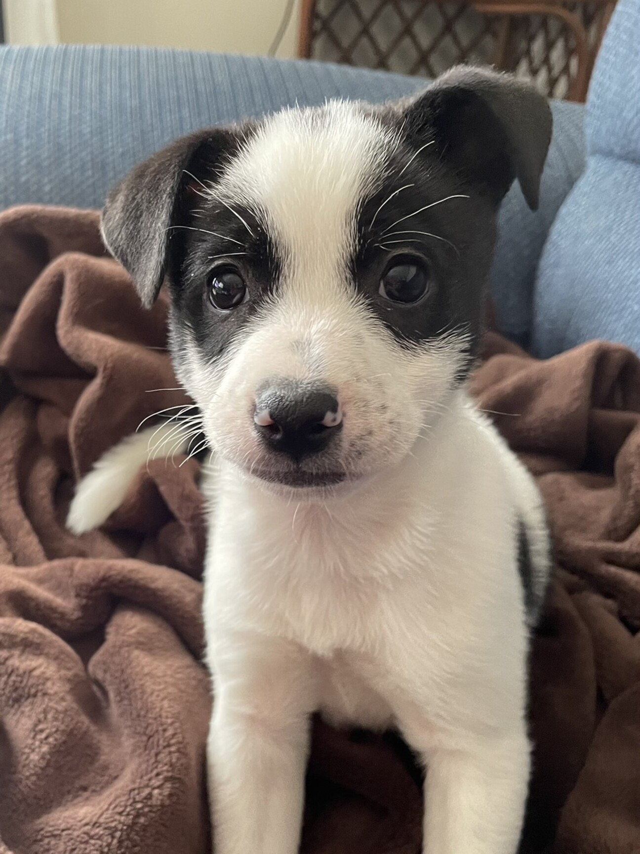 人慣れ◎かぼすちゃん」山口県 - 犬の里親募集(508159) 1枚目の画像 :: ペットのおうち【里親決定29万頭！】