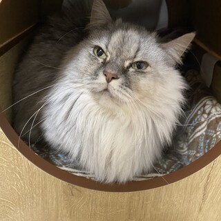 マンチカンの里親を探しています