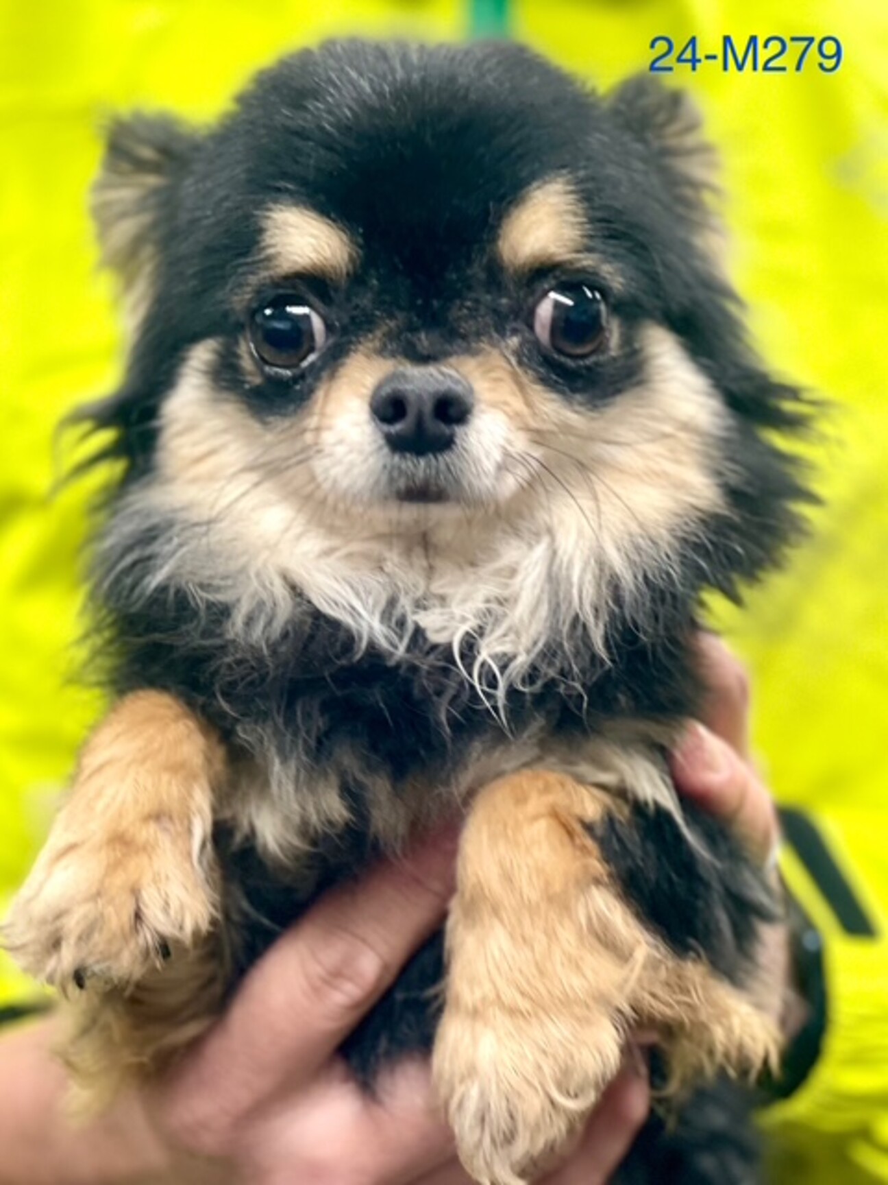 24-M279 小さな小」滋賀県 - 犬の里親募集(508165) :: ペットの