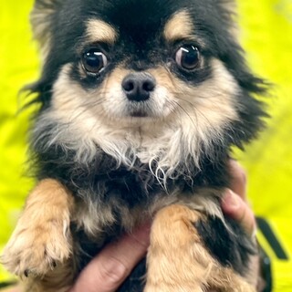 24-M279 小さな小」滋賀県 - 犬の里親募集(508165) :: ペットの