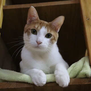 当会の№１美猫　エミール王子