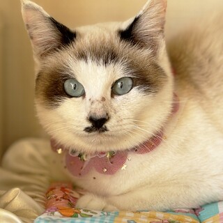 【2/22東銀座】キャンディちゃん★10ヵ月♪