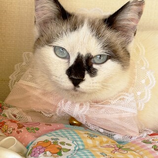 【2/22東銀座】マカロンちゃん★10ヵ月♪