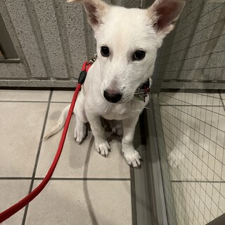 おとなしく無駄吠え無し、排泄シート率高め、イケわん