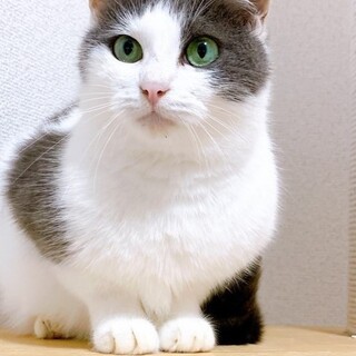 【12/29東銀座】ハモちゃん★４歳♪