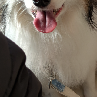 賢い、超甘えん坊！ずっと人の側にいたいパピヨン♂