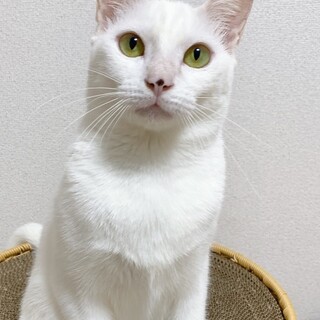 【12/29東銀座】まさゆめくん★1歳半♪