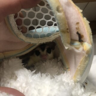 2歳8ヶ月の子優しいビビリ屋さん