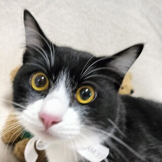 人馴れ抜群♡かわいすぎるハチワレちゃん